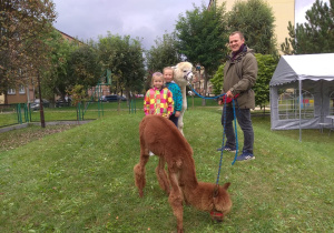 Obchody Ogólnopolskiego Dnia Przedszkolaka- spotkanie z alpakami