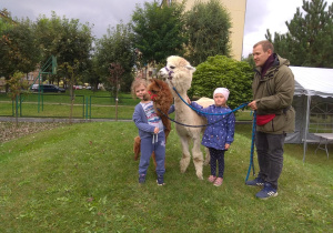 Obchody Ogólnopolskiego Dnia Przedszkolaka- spotkanie z alpakami